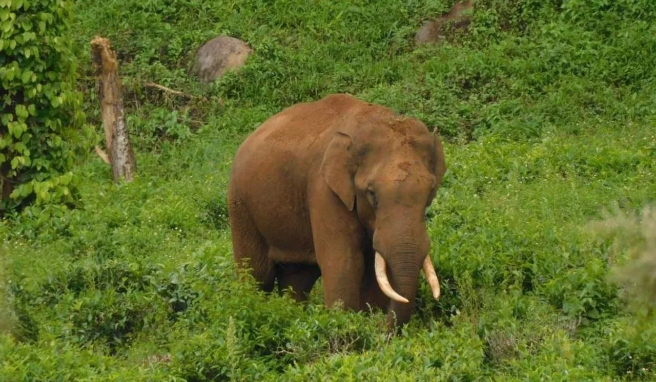 அரிக்கொம்பன்