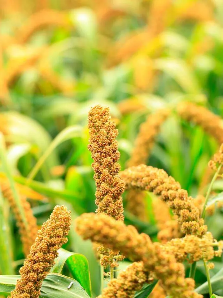 FOXTAIL