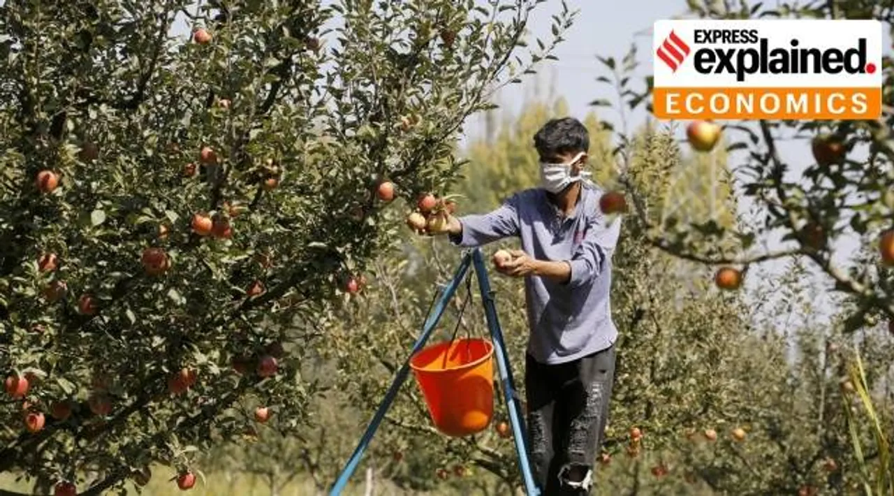 Govt removes extra import duty on US apples How it can impact domestic growers