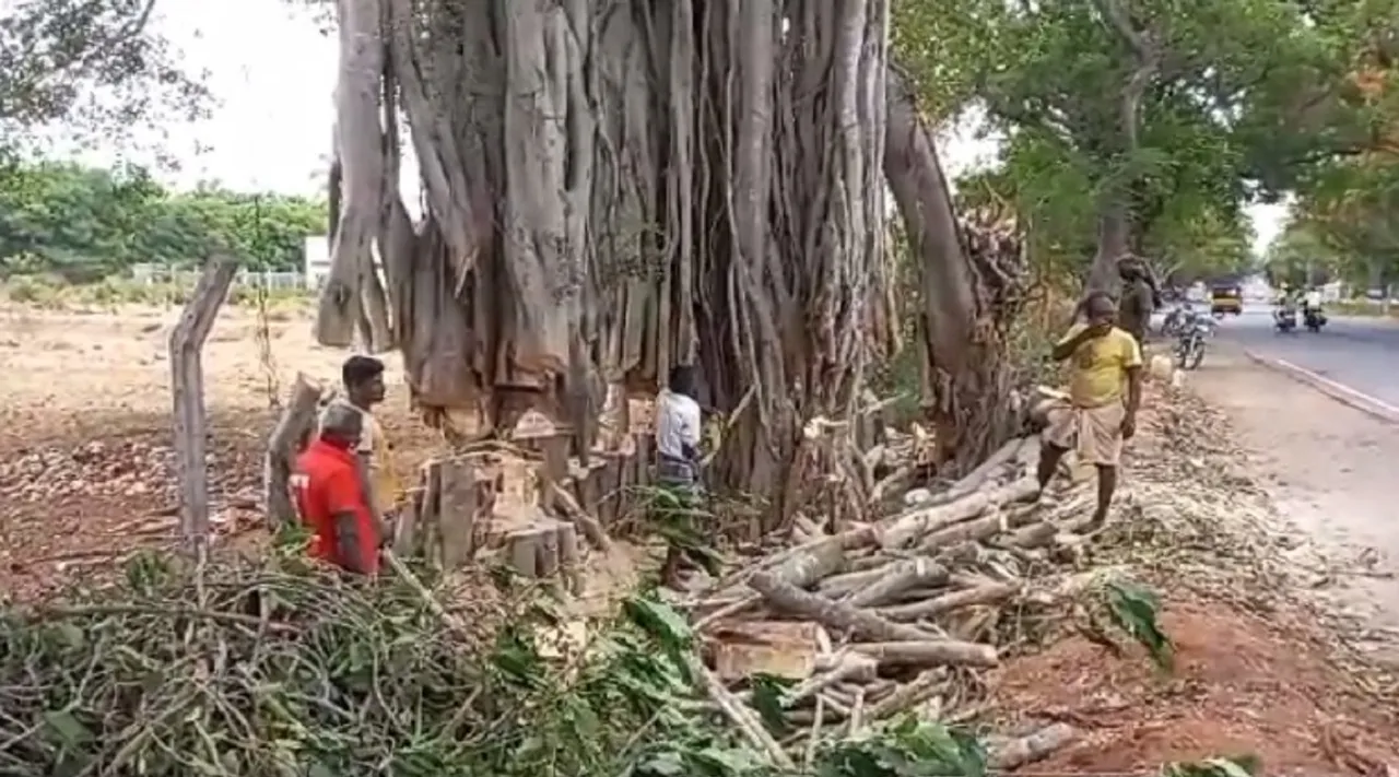kovai tree