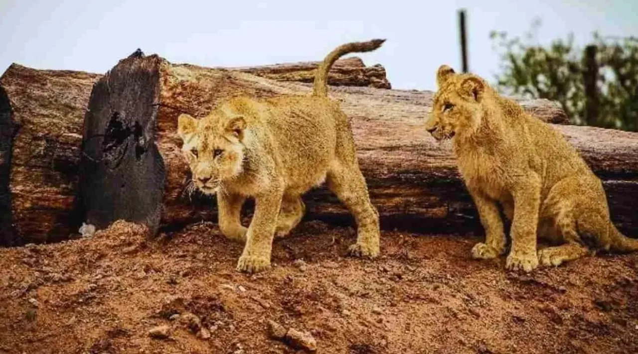 Optical Illusion, Optical Illusion Pictures, Optical Illusion Viral Picture, Optical Illusion Animal Picture, ஆப்டிகல் இல்யூஷன், ஆப்டிகல் இல்யூஷன் படம், நீர்யானை கண்டுபிடிங்க, எருமை மாடுகள், ஆப்டிகல் இல்யூஷன் சவால், find lion, deer, Optical Illusion Viral Photos, Optical Illusion Latest, about optical illusion,Optical Illusion photos, Optical Illusion pictures, Optical Illusion images