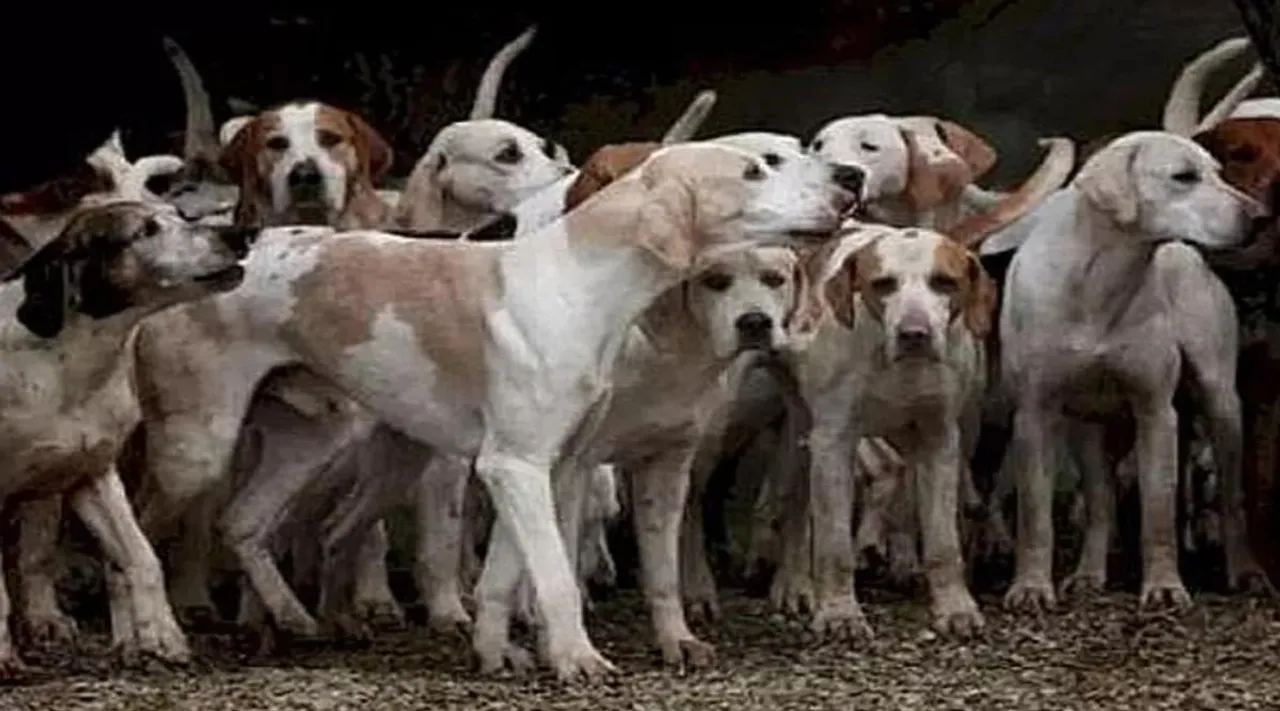 Optical Illusion, Optical Illusion Pictures, Optical Illusion Viral Picture, Optical Illusion Animal Picture, ஆப்டிகல் இல்யூஷன், ஆப்டிகல் இல்யூஷன் படம், ஆப்டிகல் இல்யூஷன் விலங்கு, ஆப்டிகல் இல்யூஷன் வைரல், ஆப்டிகல் இல்யூஷன் சவால், வைரல் படம், Optical Illusion Viral Photos, Optical Illusion Latest, about optical illusion, Optical Illusion photos, Optical Illusion pictures, Optical Illusion images