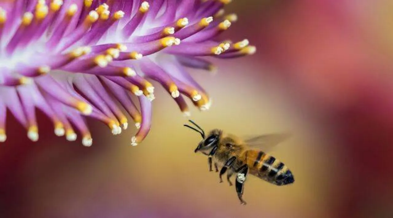 Study on Honey bees