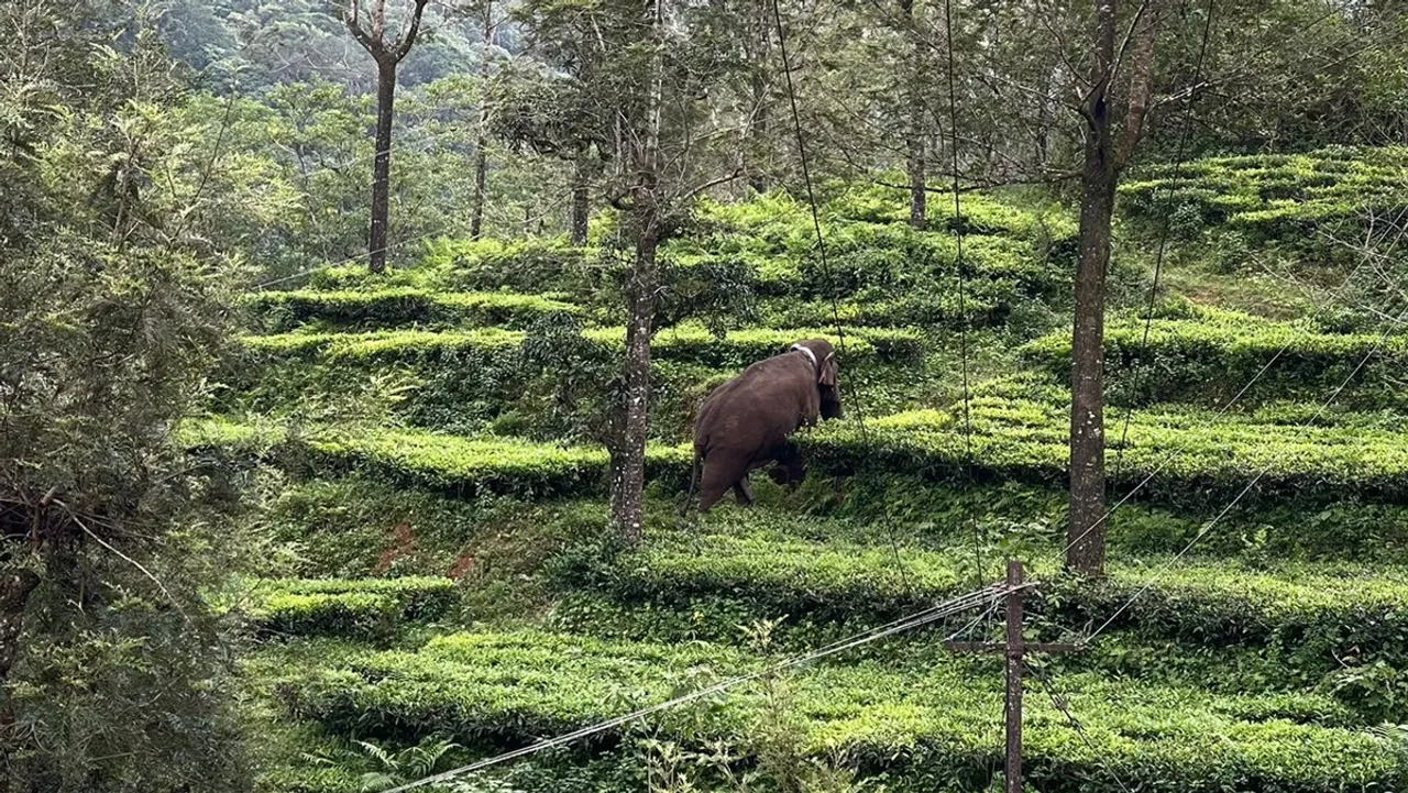 Magna Elephant left in Valparai area