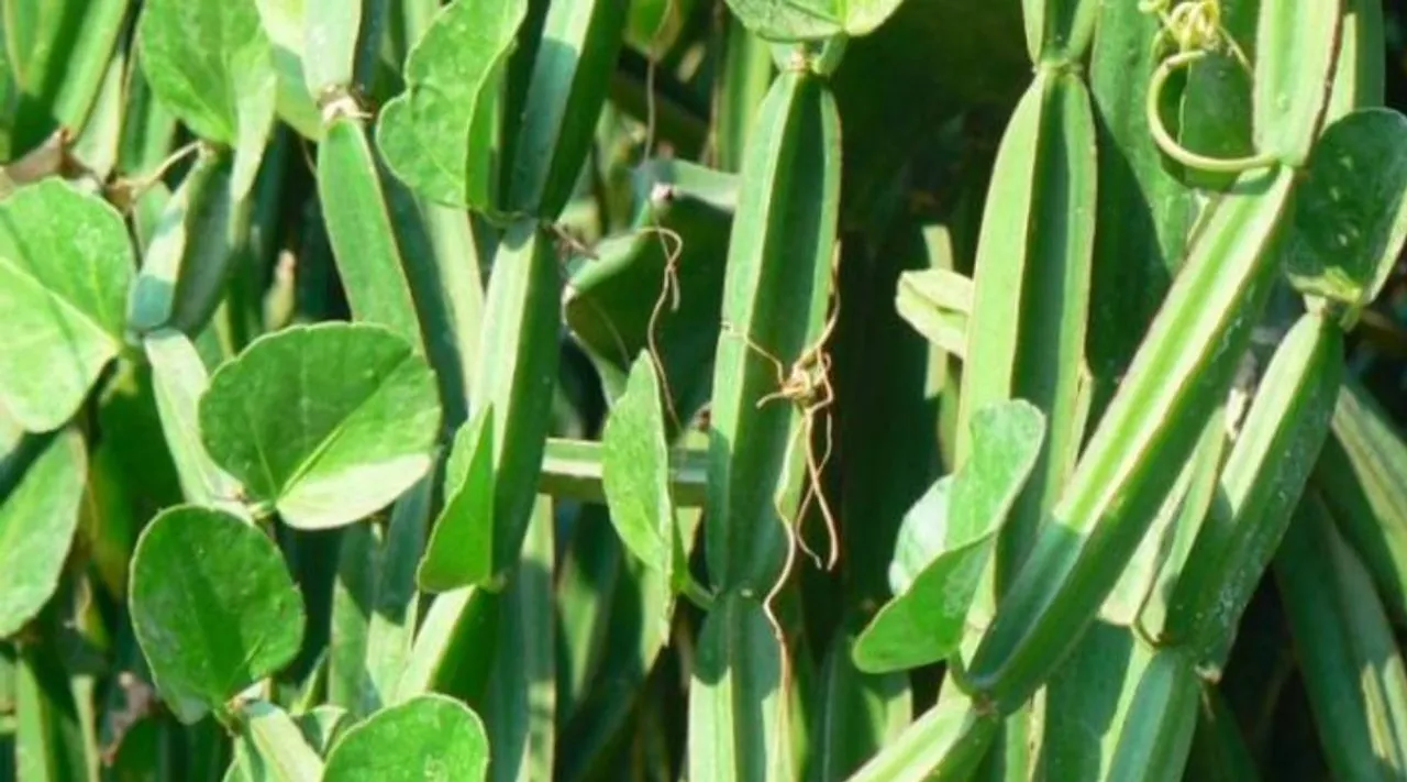 pirandai Kuzhambu