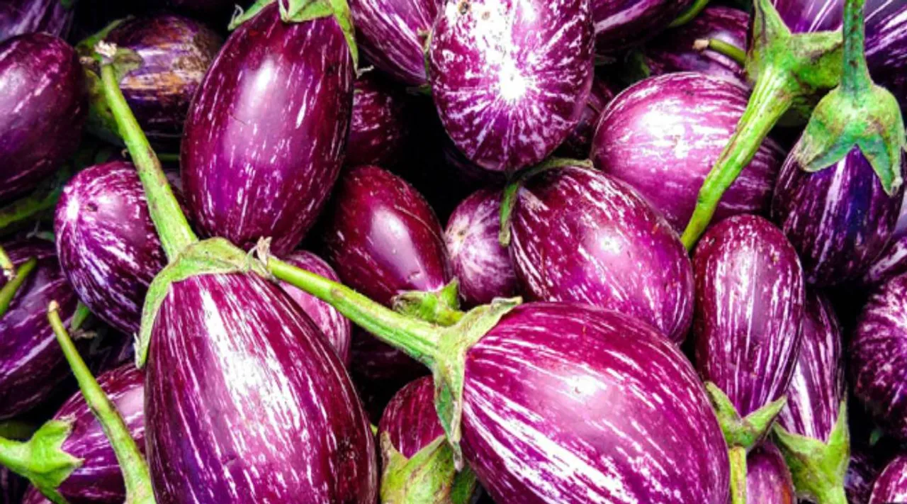 Brinjal