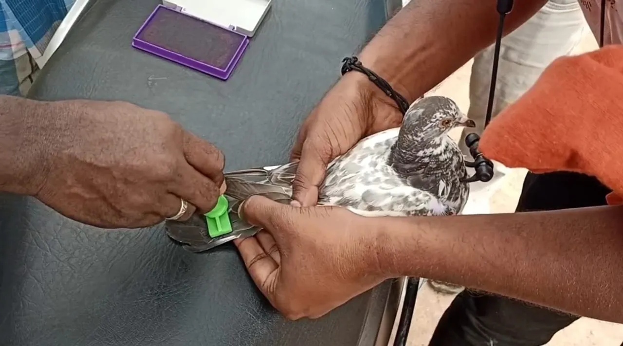 Pigeon Race