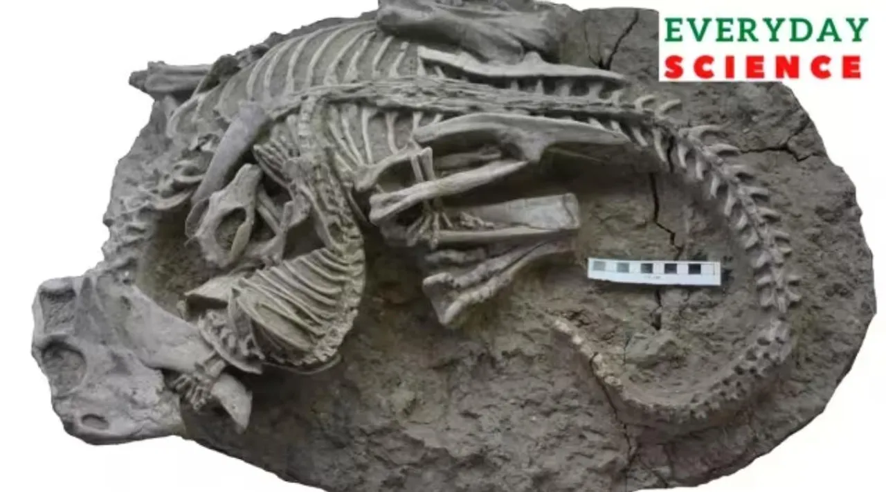 Dinosaur, mammal, mammal hunt dinosaur, சிறிய பாலூட்டிகள் டைனோசர்களை வேட்டையாடியதா, புதிய ஆய்வு கூறுவது என்ன, dinosaur fossil, china, hunting habits