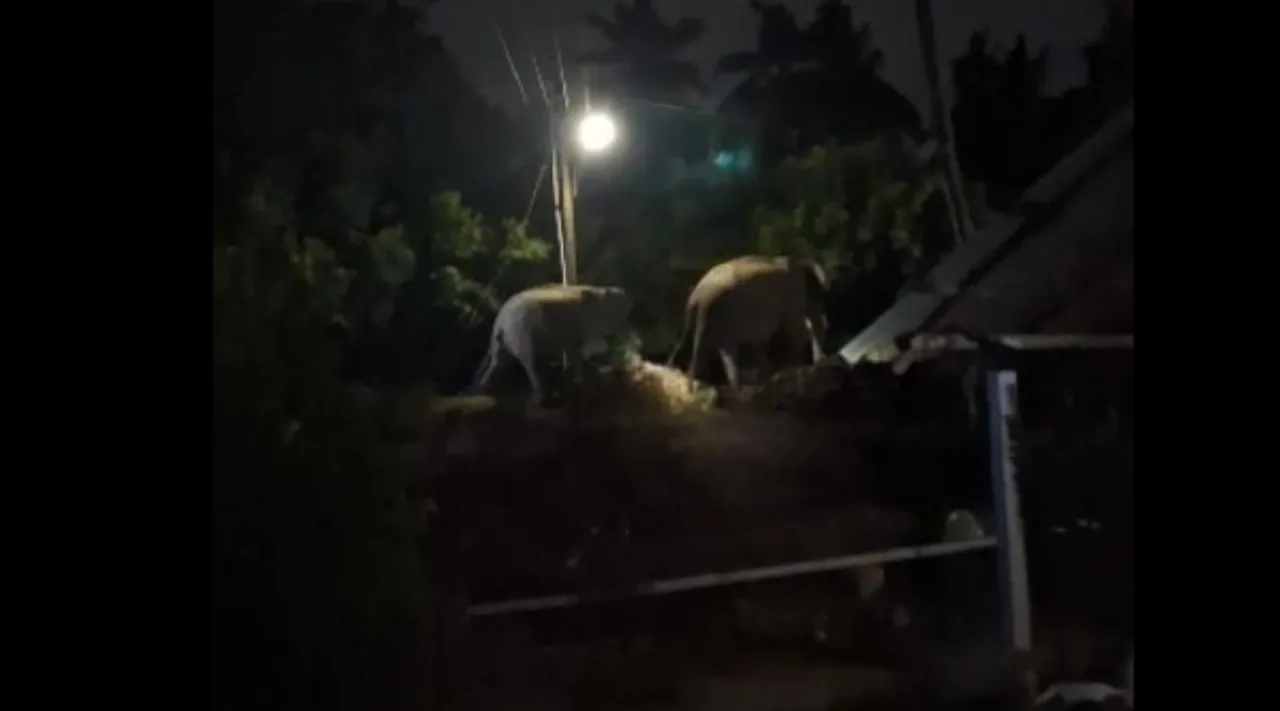 Elephants wandering video, Elephants video, Elephants wandering at people residents area video, Elephants wandering Chinnaru in Coimbatore video goes viral, சின்னாற்றுப் பகுதியில் மாலை நேரங்களில் ஊருக்குள் உலா வரும் காட்டு யானைகள், பொதுமக்கள் அச்சம், Elephants wandering at residents area, Elephants Chinnaru in Coimbatore video goes viral