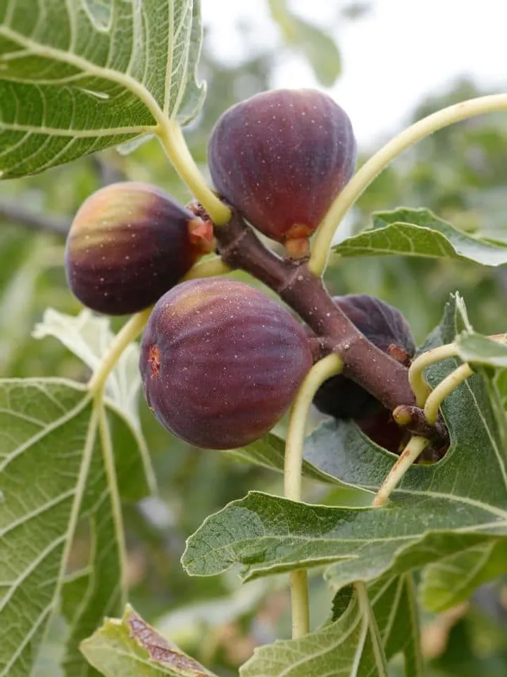 FIGS (1)