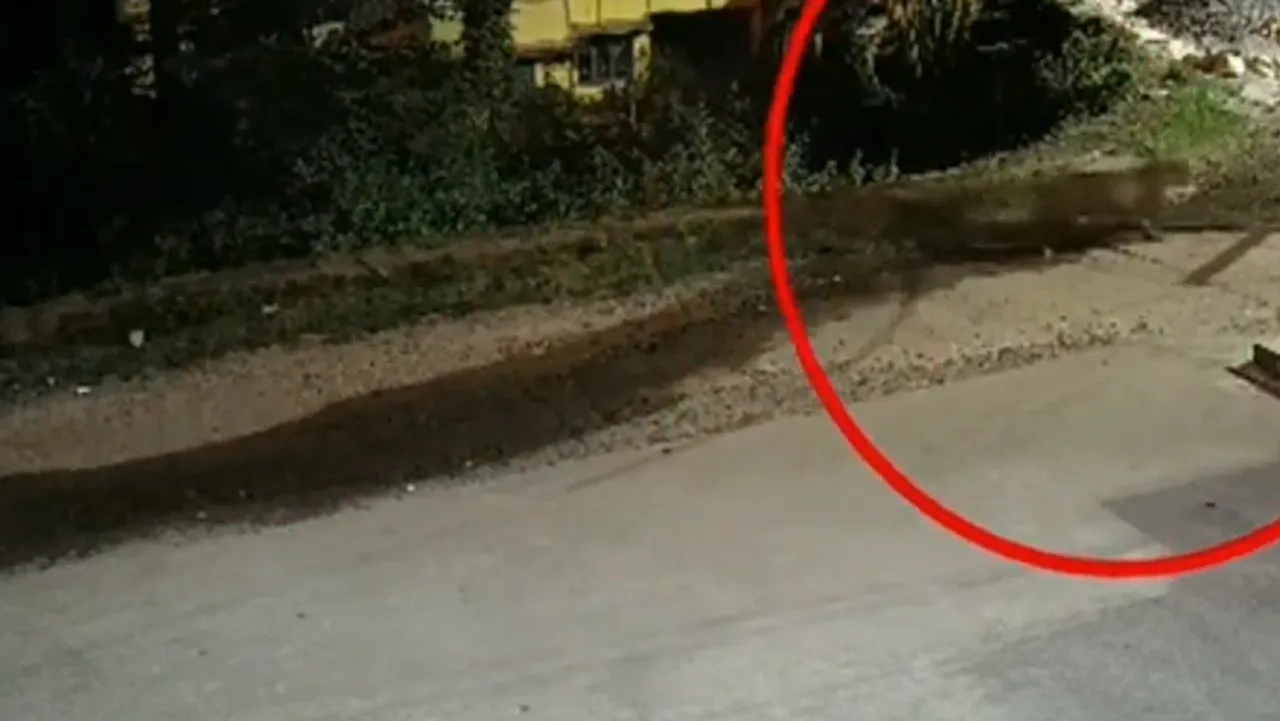Leopard walks in Valparai Government Hospital