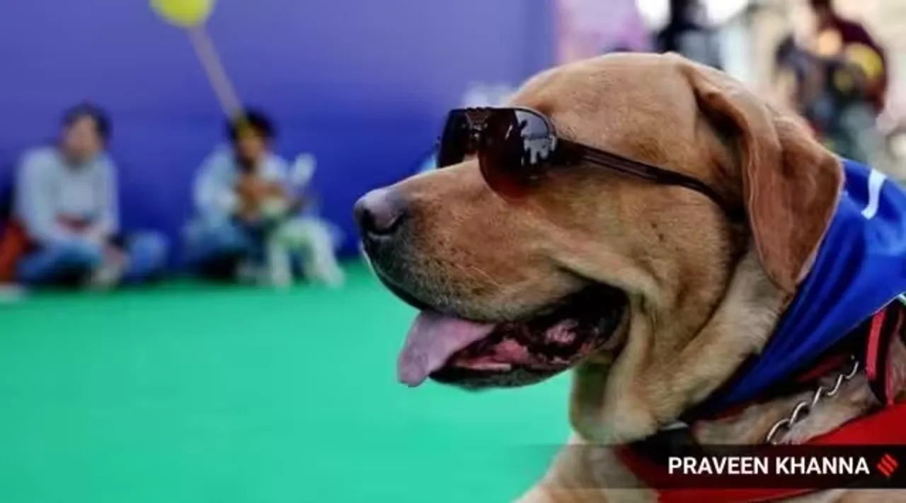 Dog