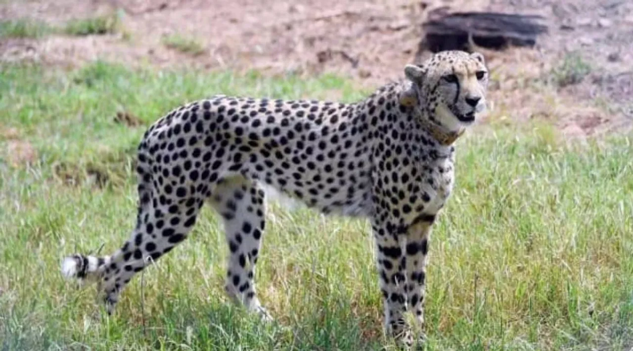 Kuno Cheetah