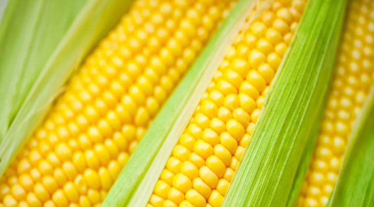 Corn Cutlet recipe making in tamil