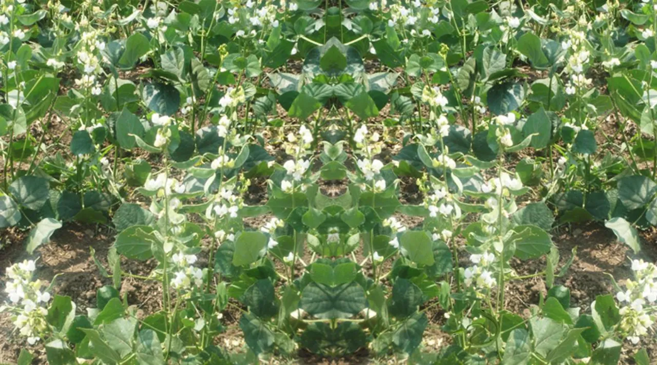 Optical Illusion, Optical Illusion Pictures, Optical Illusion Viral Picture, Optical Illusion Animal Picture, ஆப்டிகல் இல்யூஷன், ஆப்டிகல் இல்யூஷன் சவால், ஆப்டிகல் இல்யூஷன் படம், யானையைக் கண்டுபிடிக்க முடியுமா, யானை, சிங்க, புலி, பாம்பு, Optical Illusion Viral Photos, Optical Illusion Latest, about optical illusion,Optical Illusion photos, Optical Illusion pictures, Optical Illusion images