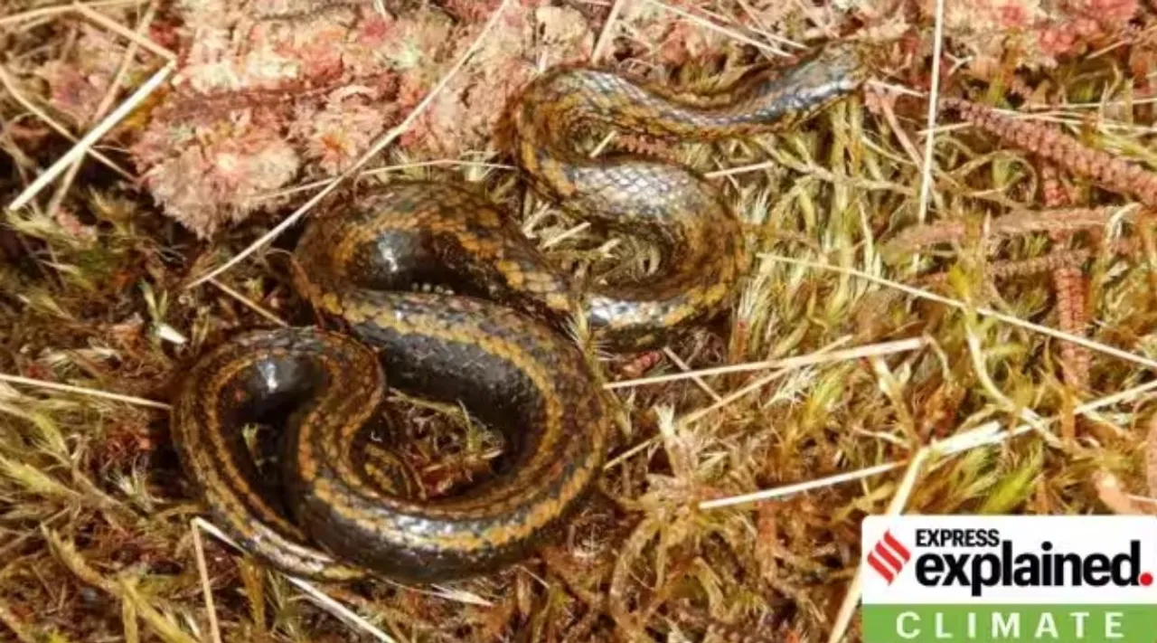 snake, harrison ford, Tachymenoides harrisonfordi, புதிய பாம்பு இனத்திற்கு ஹாரிசன் ஃபோர்டு பெயர் சூட்டப்பட்டது ஏன், இந்தியானா ஜோன்ஸ், ஹாரிசன் ஃபோர்டு, Indiana Jones Harrison Ford snake named, express explained, Tamil indian express