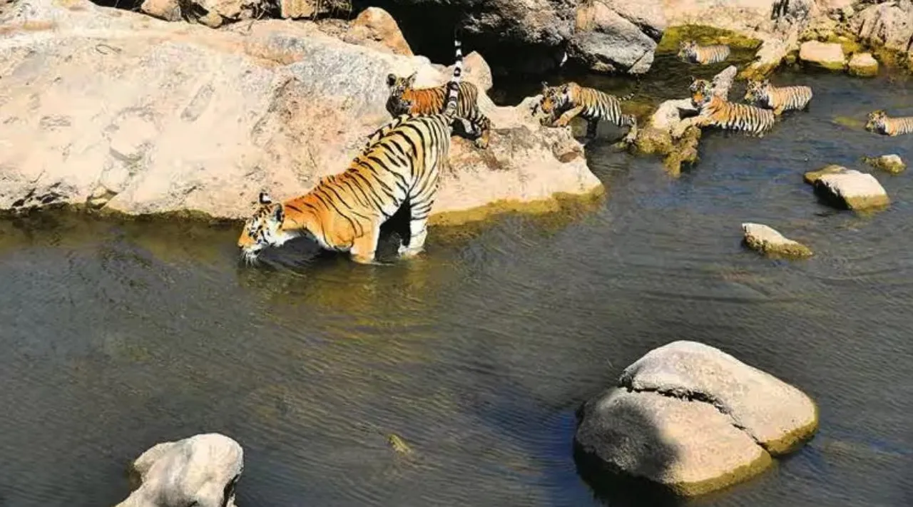 Optical Illusion, Optical Illusion Pictures, Optical Illusion Viral Picture, Optical Illusion Animal Picture, ஆப்டிகல் இல்யூஷன், ஆப்டிகல் இல்யூஷன் படம், ஆப்டிகல் இல்யூஷன் சவால், ஆப்டிகல் இல்யூஷன் வைரல், Optical Illusion Viral Photos, Optical Illusion Latest, about optical illusion, Optical Illusion photos, Optical Illusion pictures, Optical Illusion images