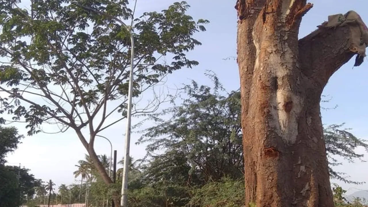 Two royal trees weighing 15 tonnes and 7 tonnes were replanted today
