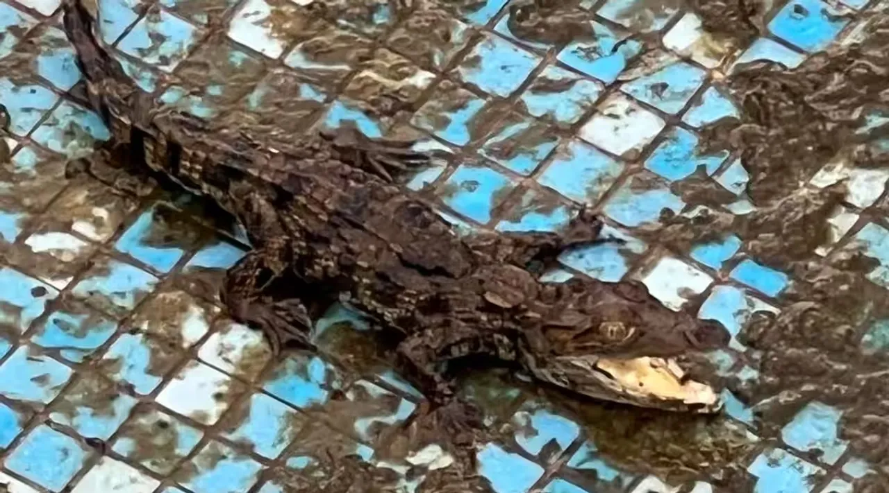 crocodile