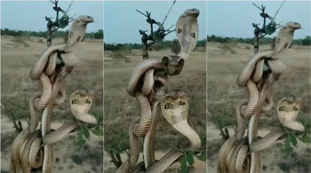 Optical Illusion, Optical Illusion Pictures, Optical Illusion Viral Picture, Optical Illusion Animal Picture, ஆப்டிகல் இல்யூஷன், ஆப்டிகல் இல்யூஷன் படம், Optical Illusion Viral Photos, Optical Illusion Latest, about optical illusion,Optical Illusion photos, Optical Illusion pictures, Optical Illusion images
