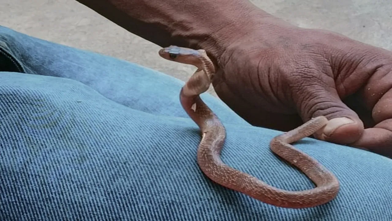 snake hatchlings have started hatching in Cuddalore