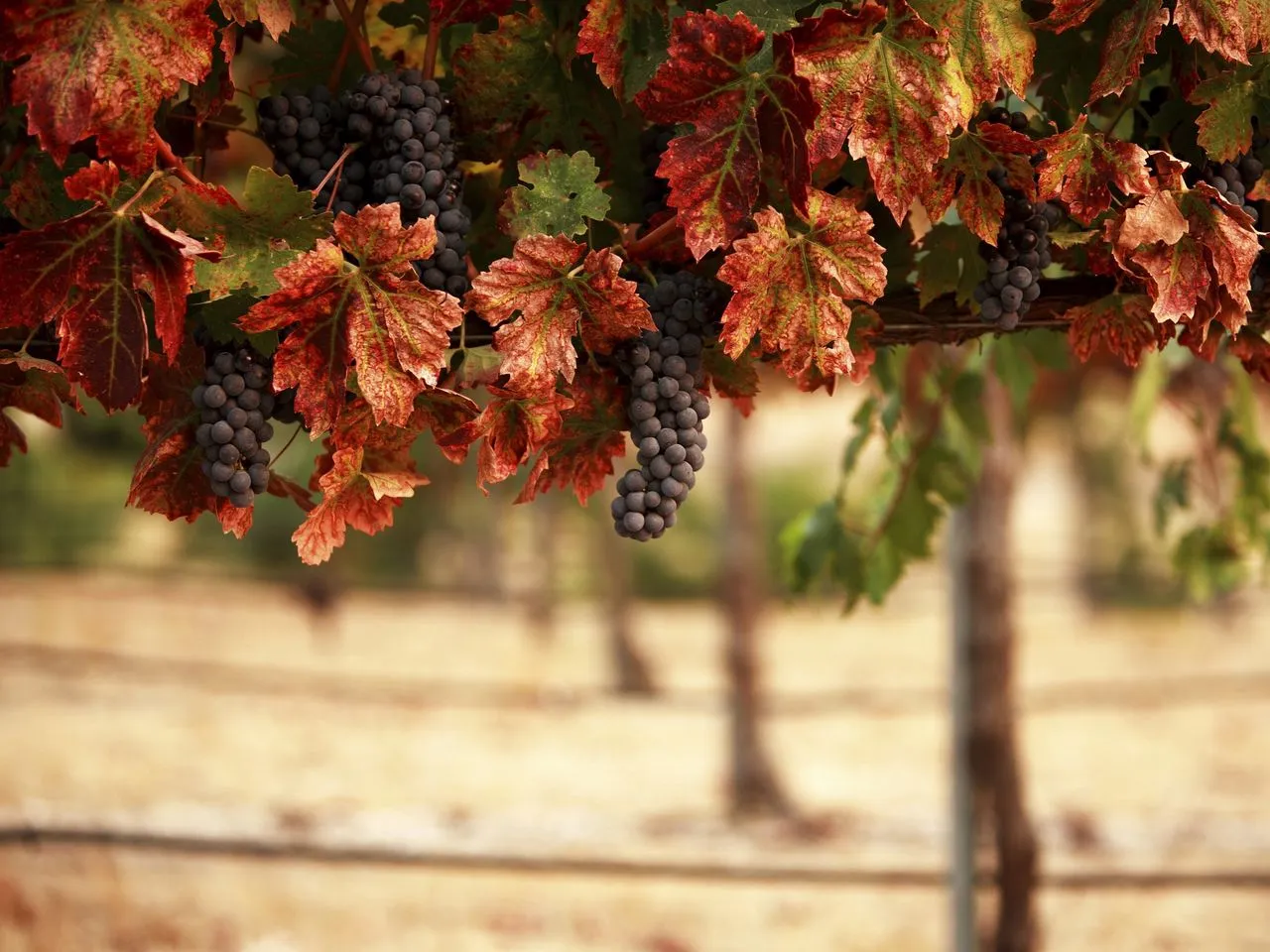 nature_leaves_blur_84980_1280x960