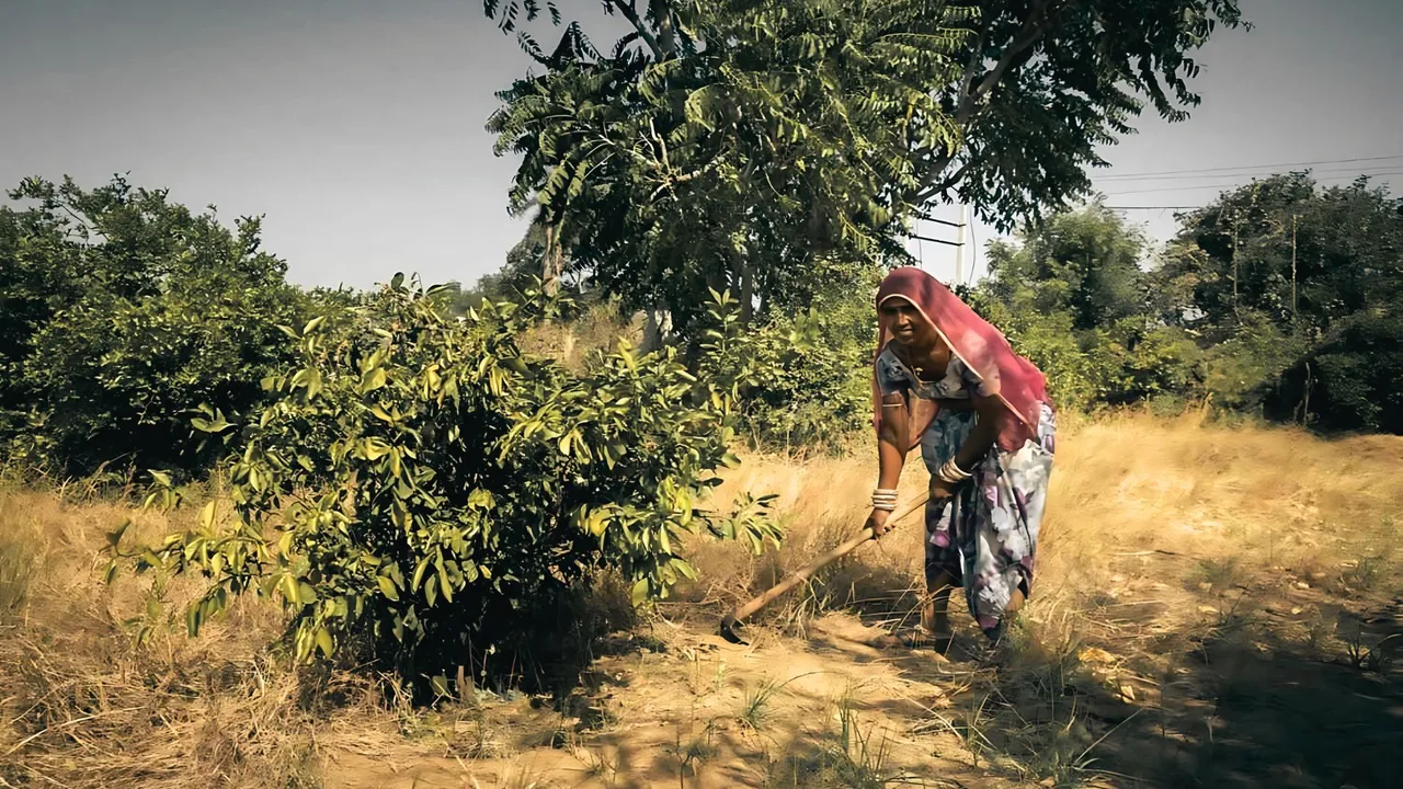 Forest Conservation