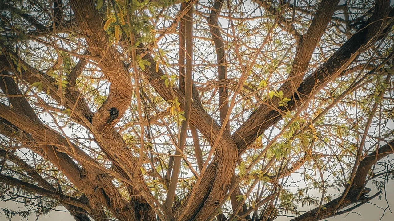Gujarat's mad tree