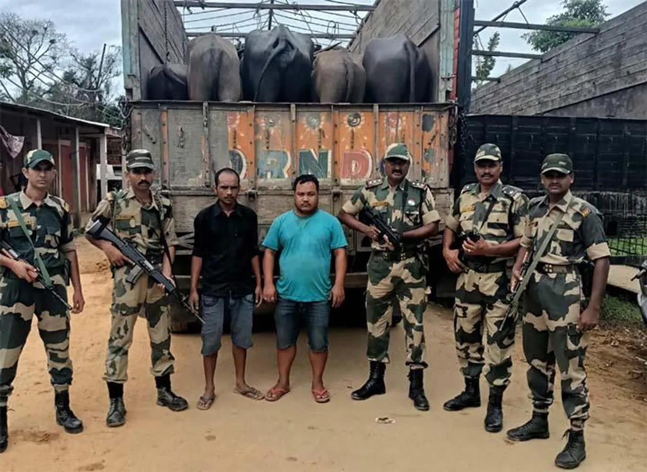 Cattle smuggling arrest