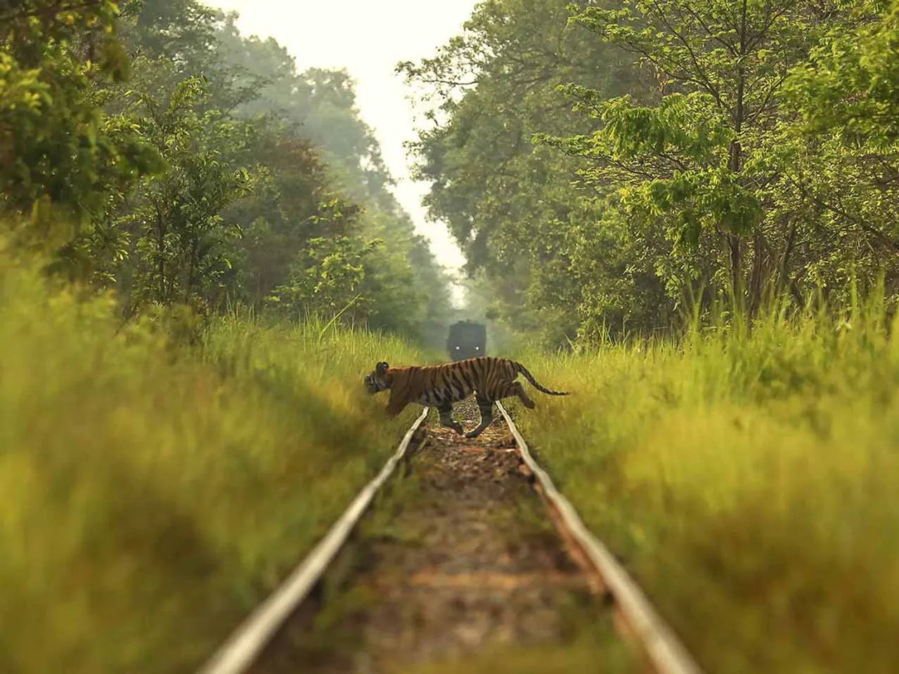 Man-animal conflict: Rising deaths, but ignored realities