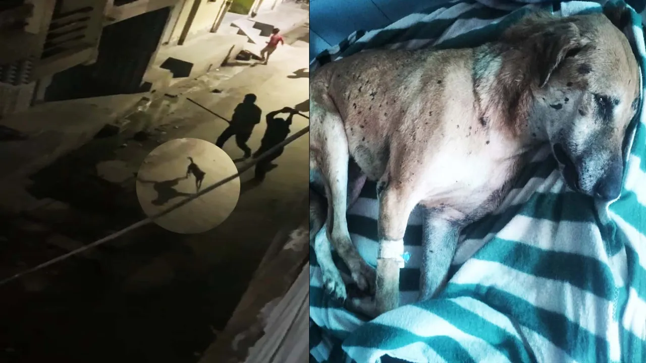 Man-Animal Conflict On The Rise In Delhi-NCR