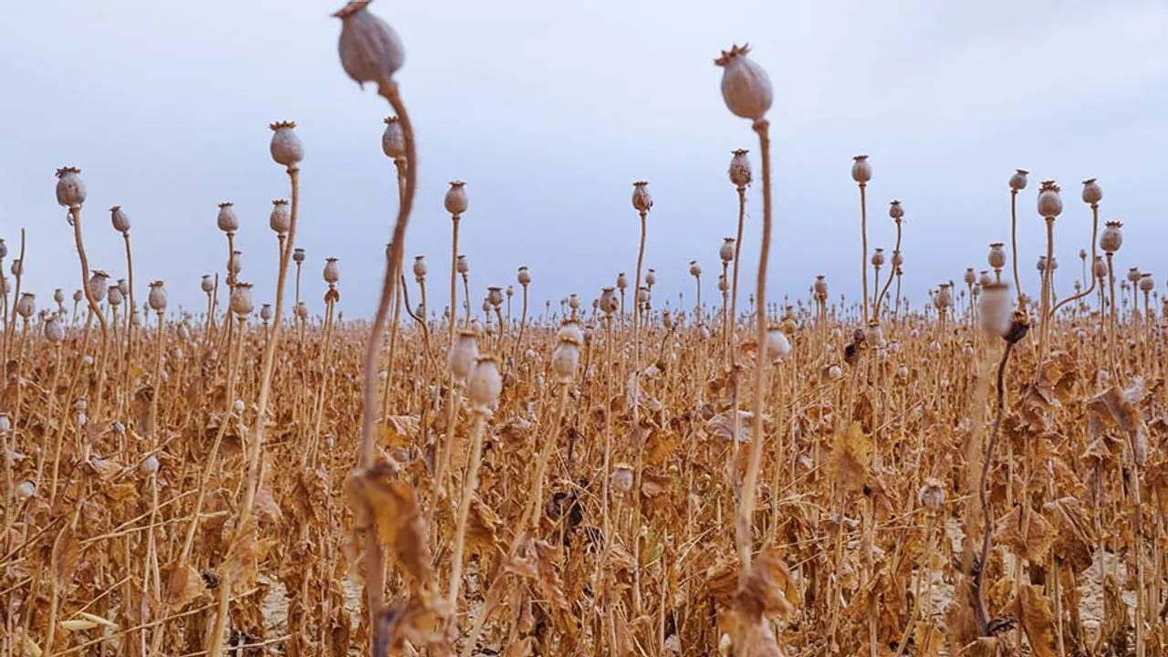 Poppy cultivation