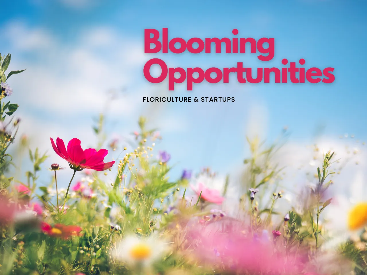 bloom