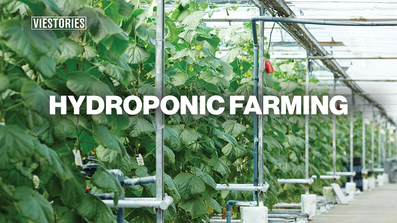 Hydroponic Farming System