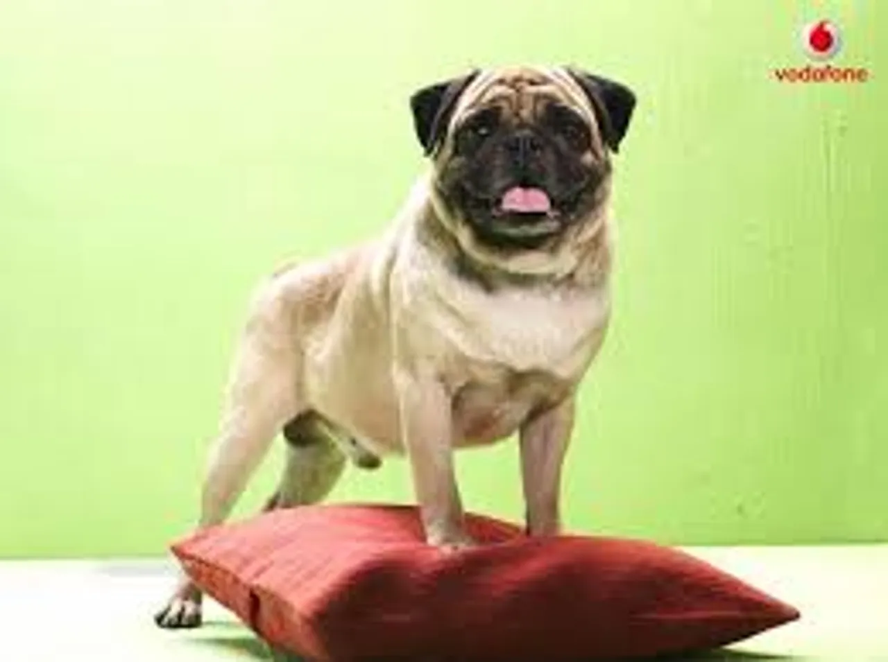 pug