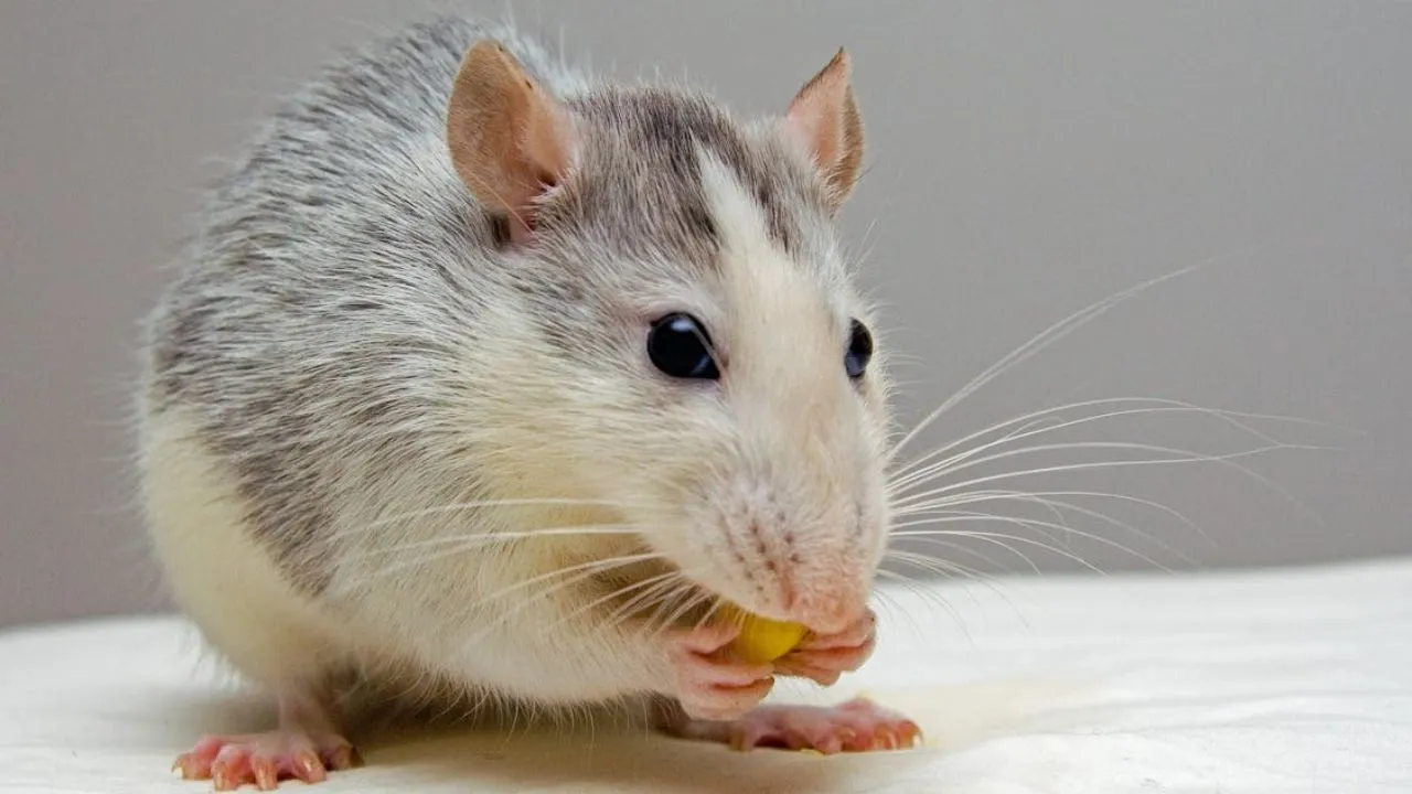 RAT, UP NEWS, BARELY
