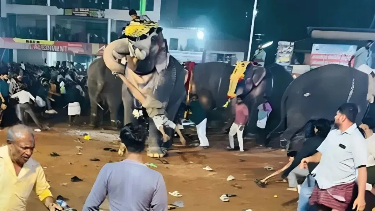 Angry elephant