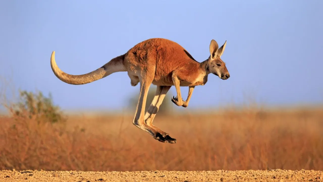 Kangaroo