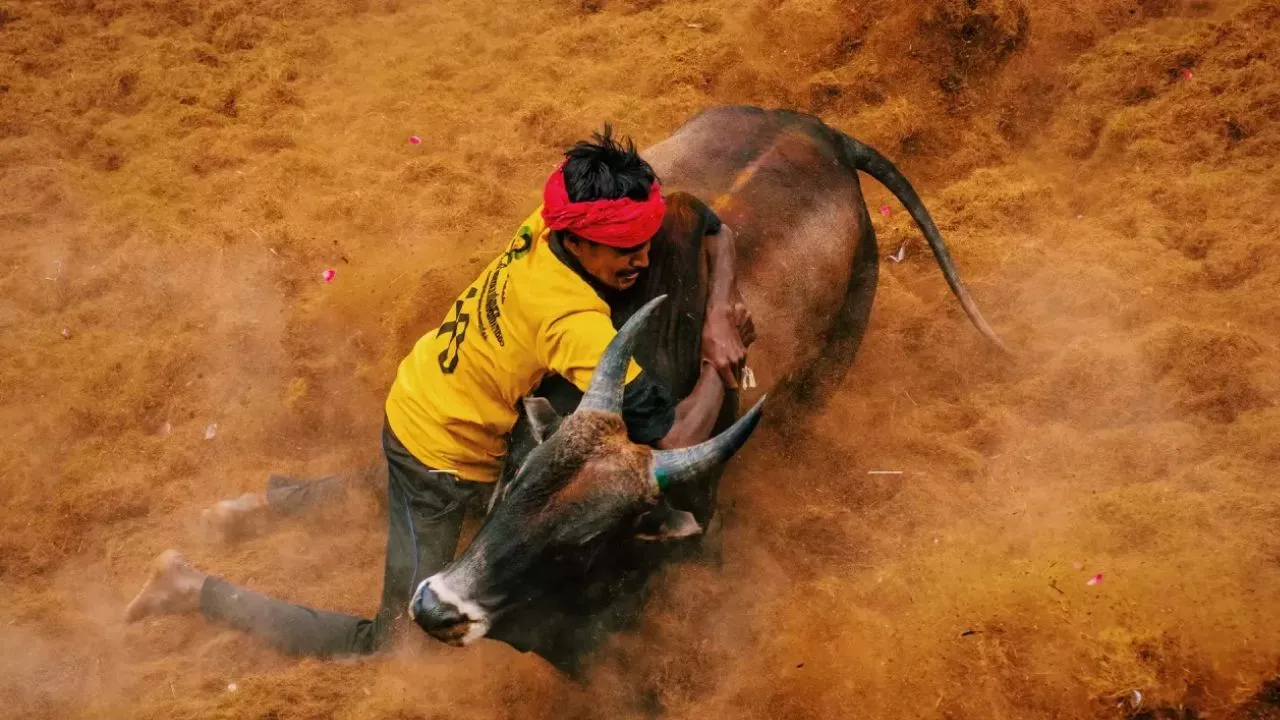 jallikattu