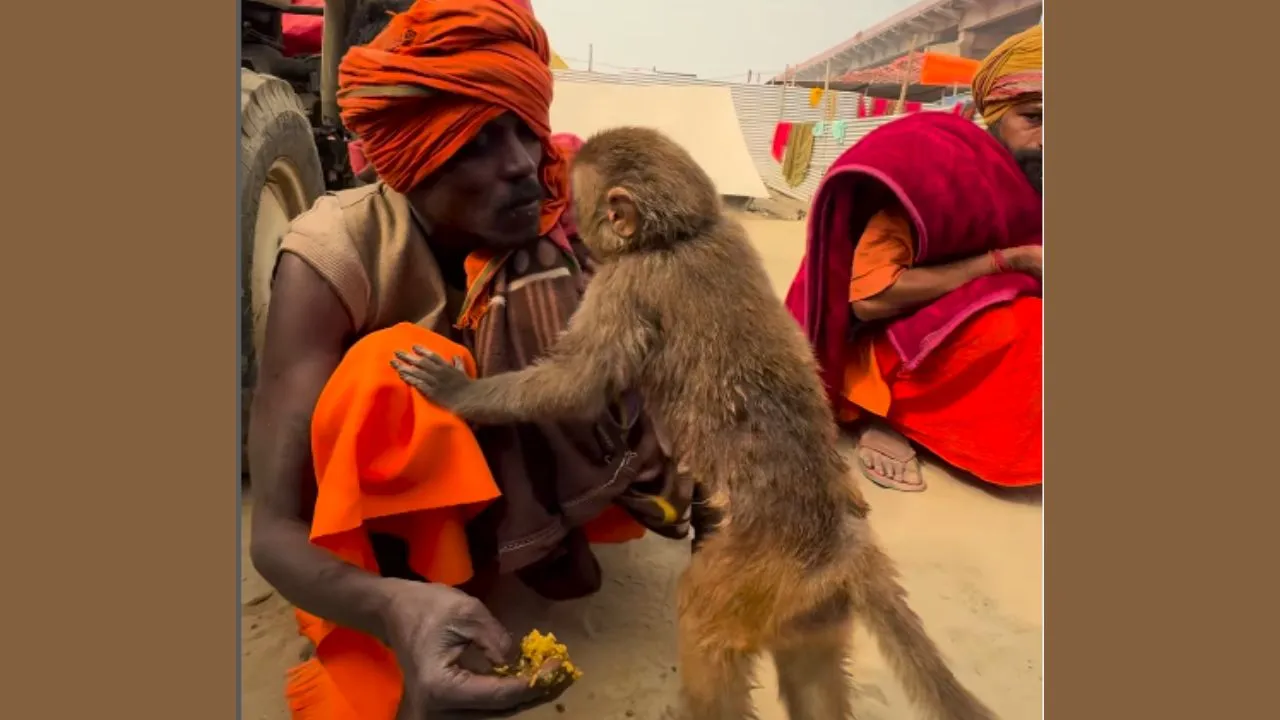 baba and monkey 