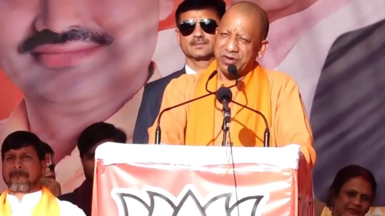 yogi