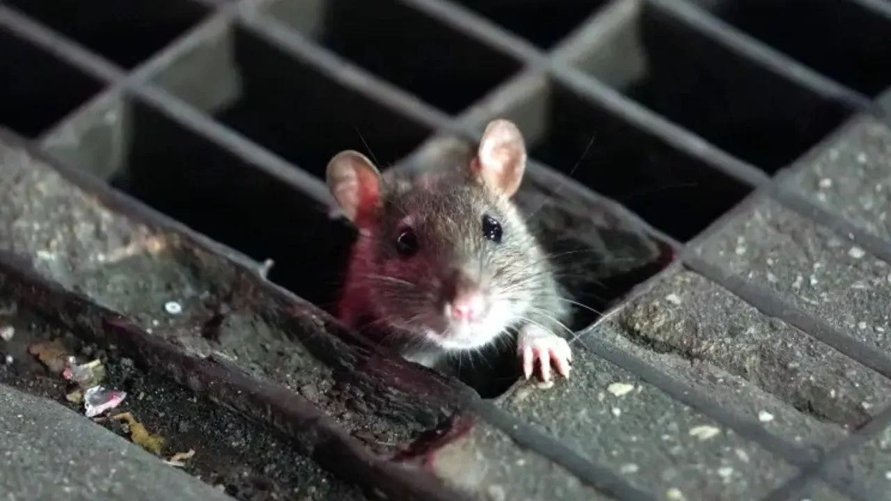 Rat Storm