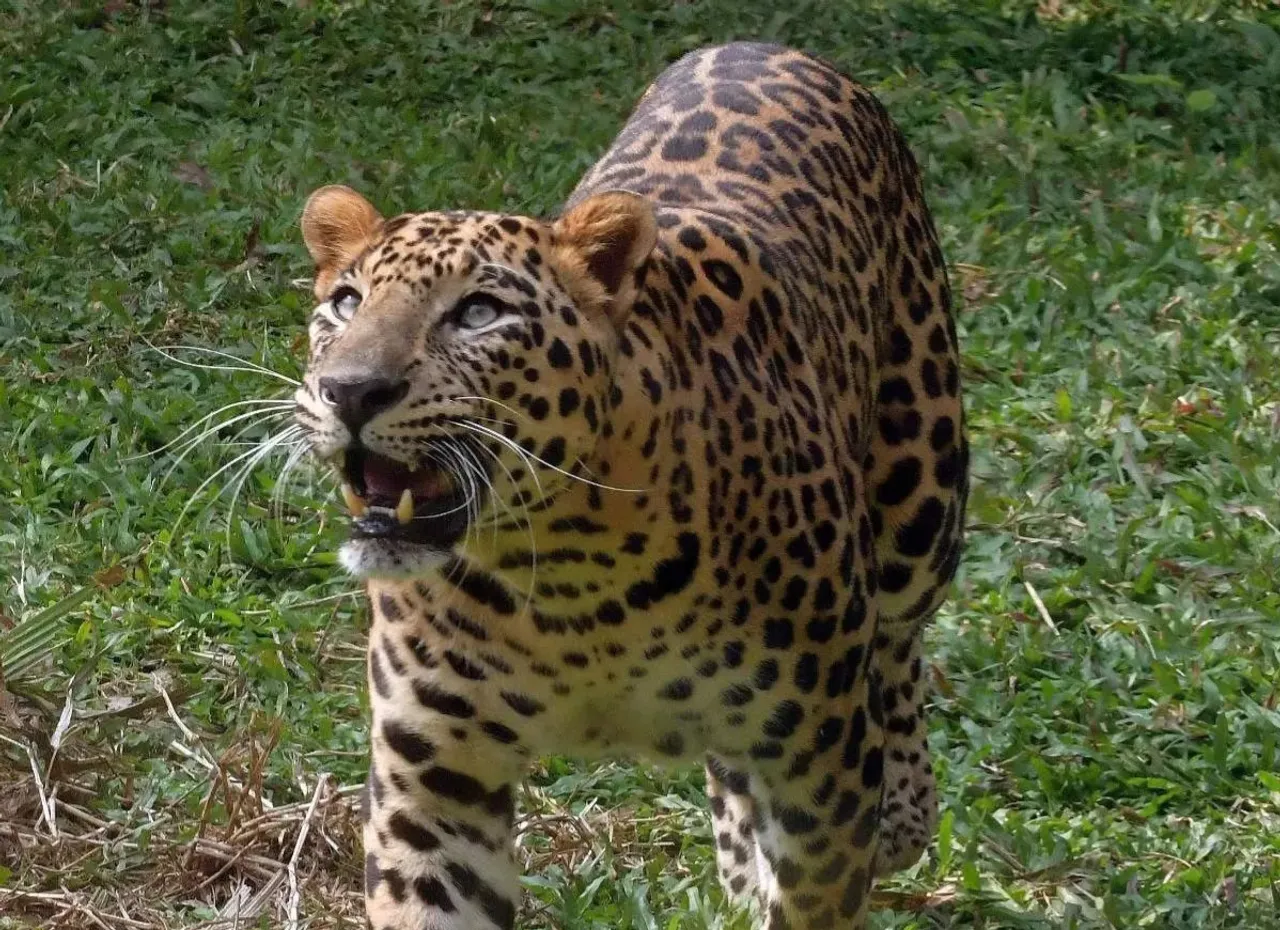 फाइल फोटो 