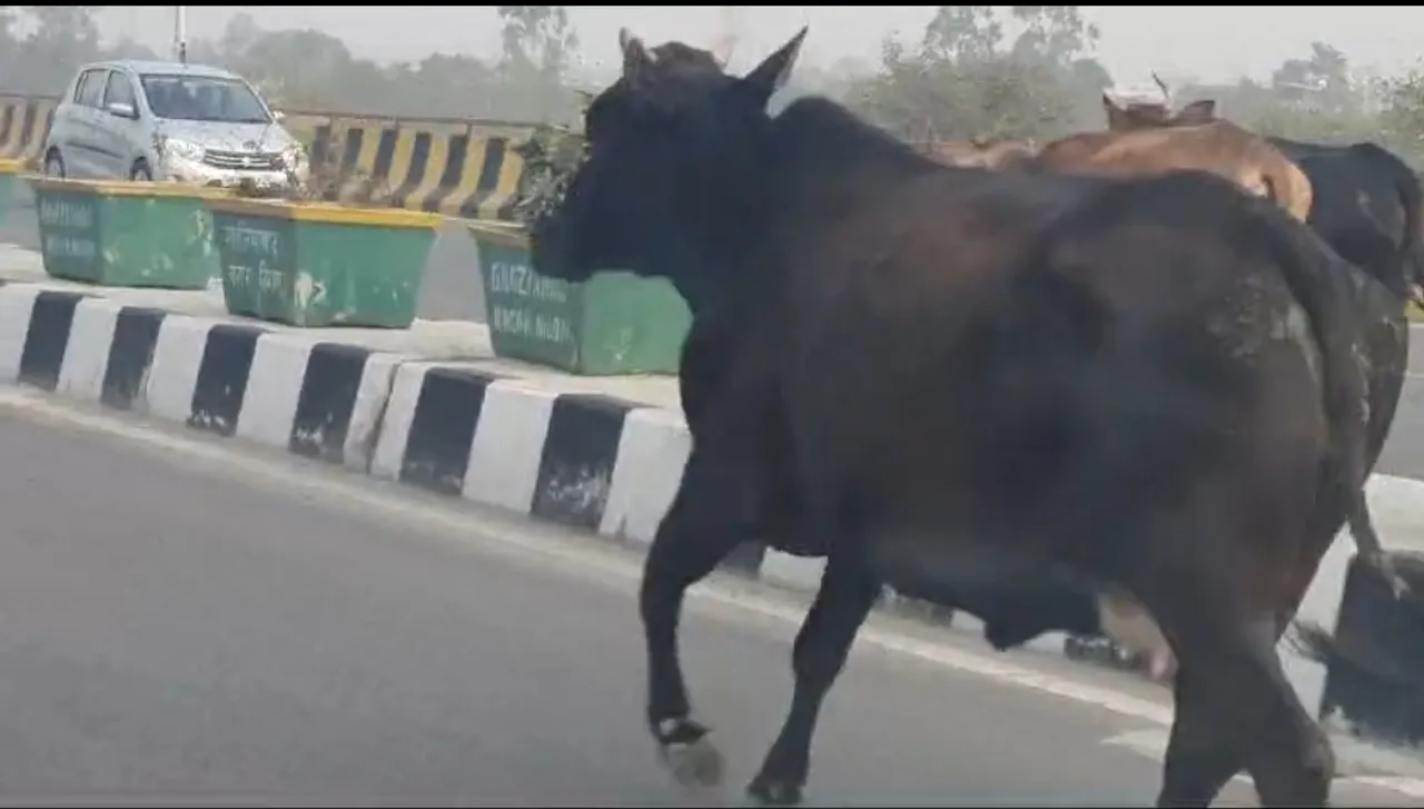 वायरल वीडियो 