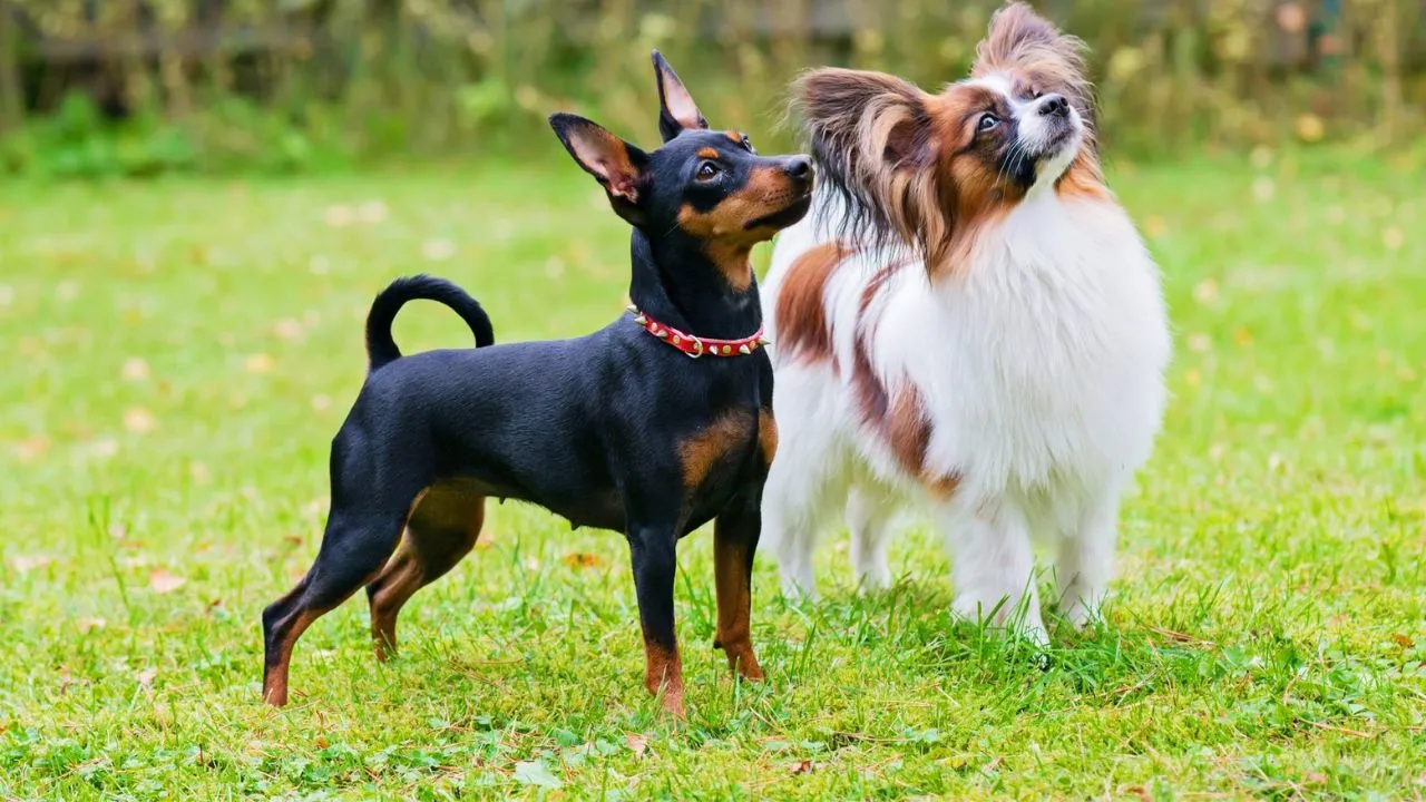 dogs
