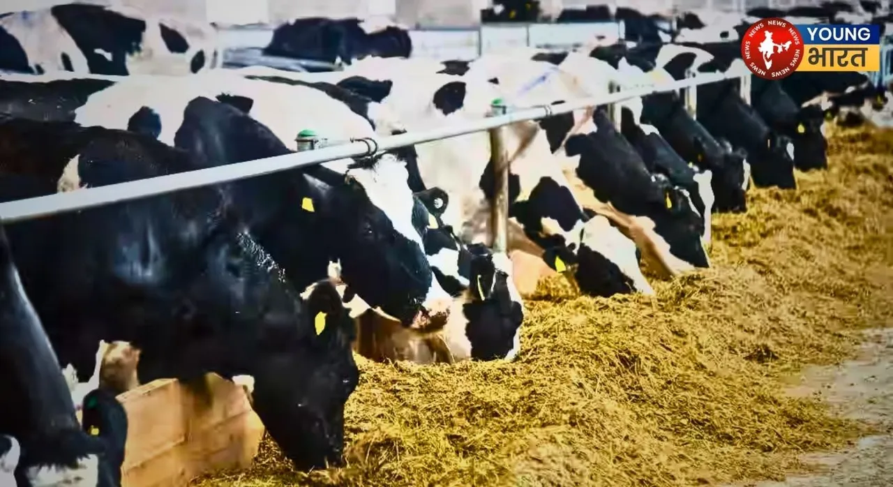 dairy 