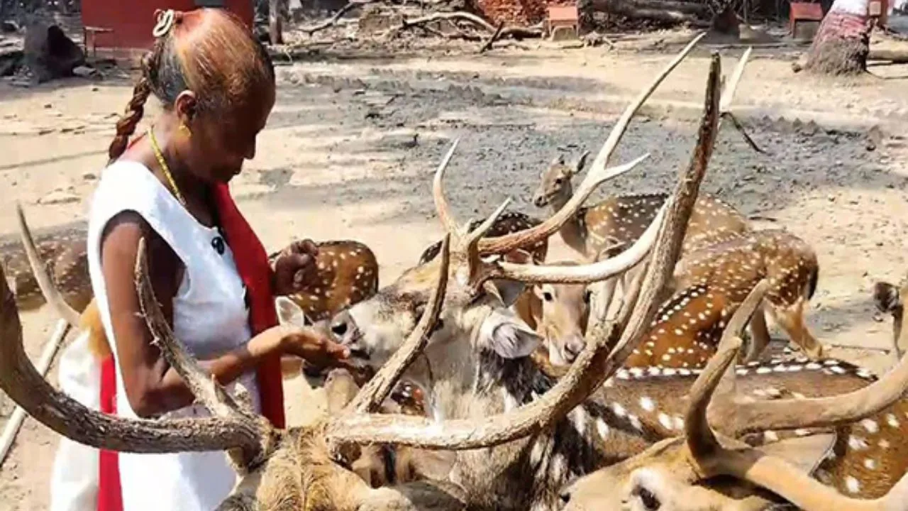 DEER Woman