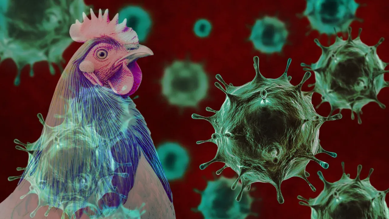 bird flu