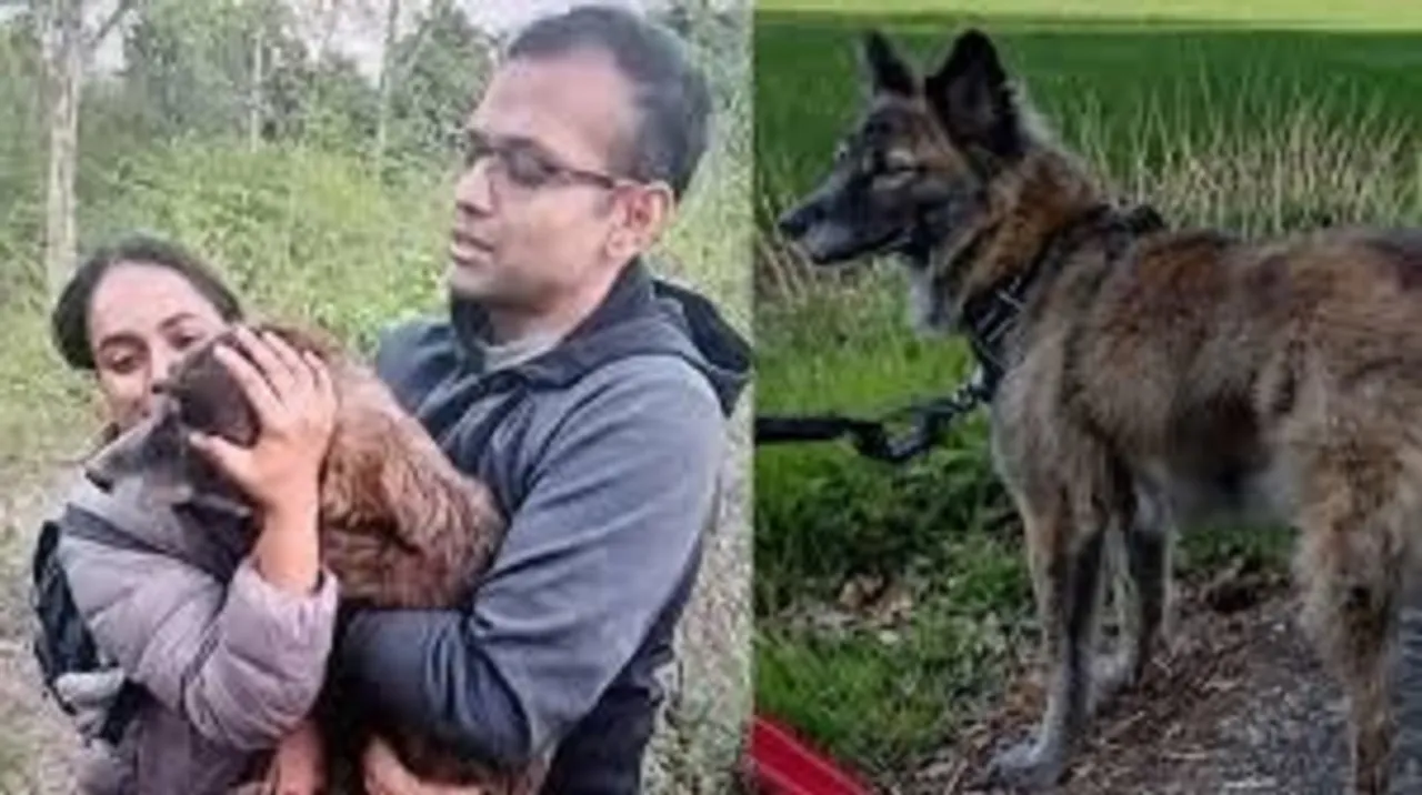 dog missing