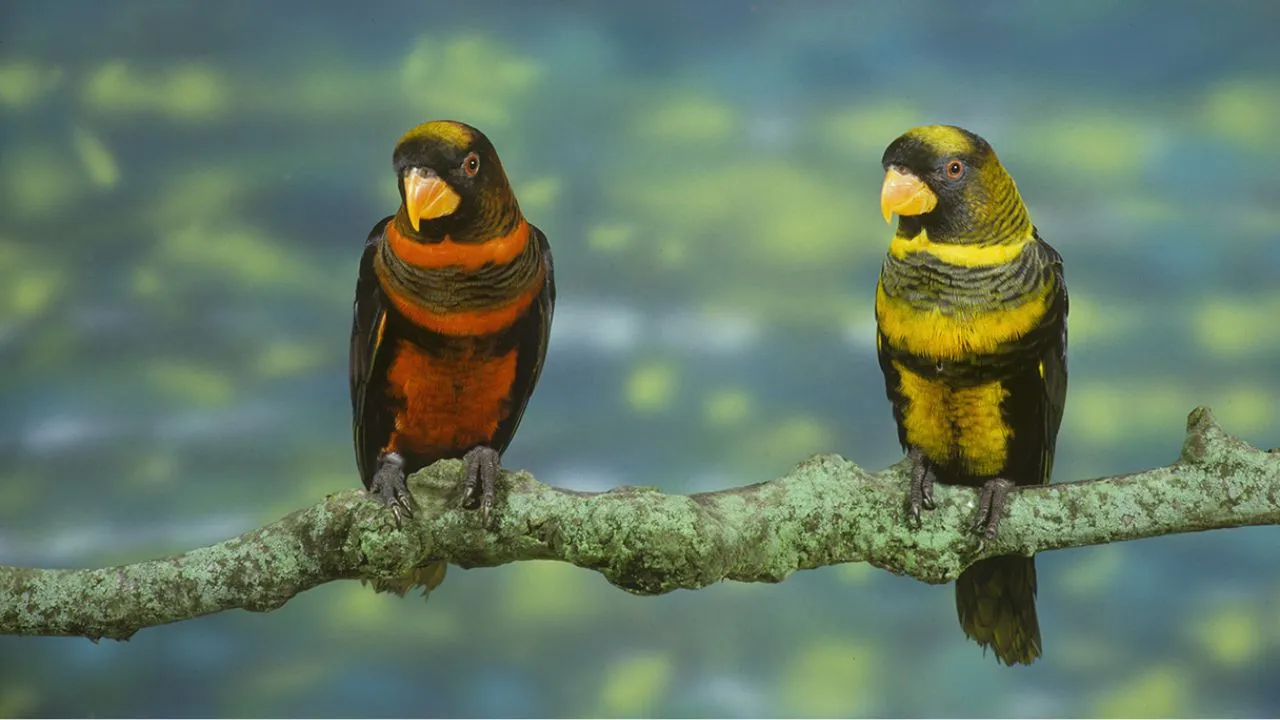 Parrot